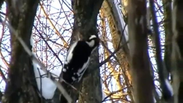 Зимующие птицы г Ртищево смотреть онлайн