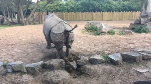 Rhino Poop Explosion!