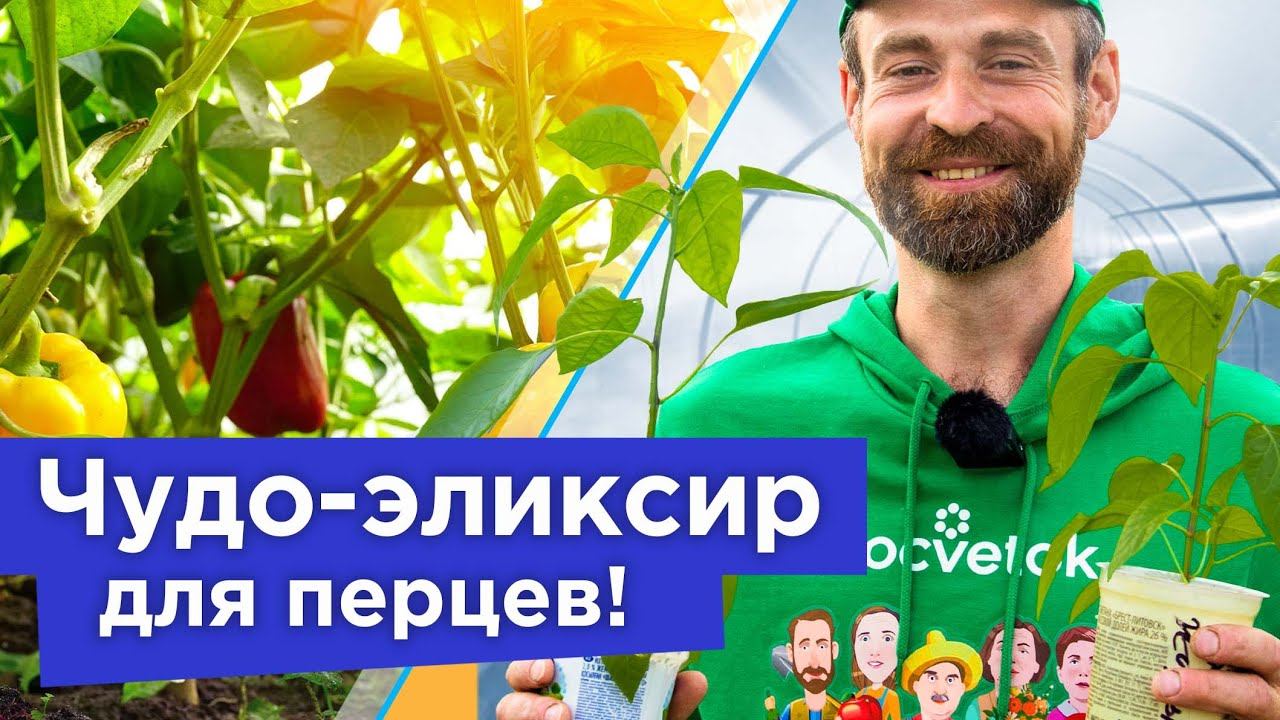 ПЕРЕЦ НЕ РАСТЕТ И ЖЕЛТЕЕТ? Пора ему помочь! Натуральная и бесплатная подкормка для быстрого роста смотреть онлайн
