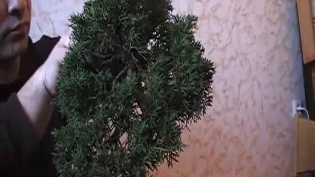 Пересадка можжевельника - Мастерская бонсай(Часть 6) смотреть онлайн