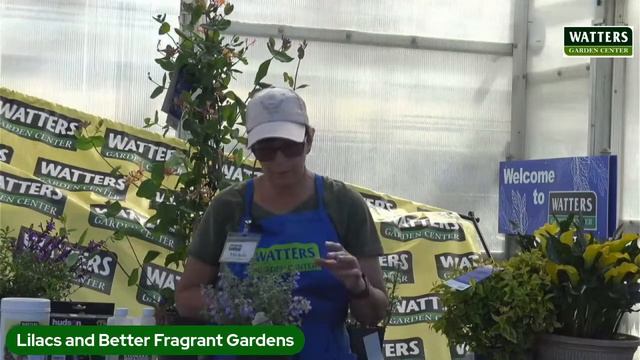 Lilacs And Better Fragrant Gardens