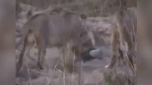 Битвы животных! МЕДОЕД ПРОТИВ львов, леопардов, варана, змей, и даже крокодила! Медоед в деле!