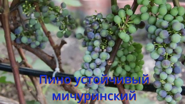 Начало окрашивания ранних технических сортов винограда в 2022 г. смотреть онлайн