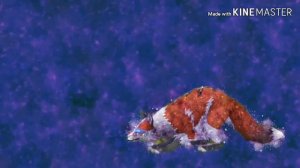 Meme unafraid~ wildcraft (Читайте Описание)