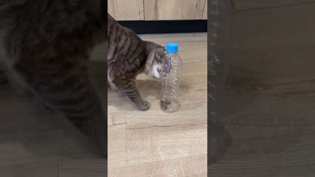 Развивающая игрушка для кота своими руками 😻🙀 #shorts #котики #кот #кошки смотреть онлайн