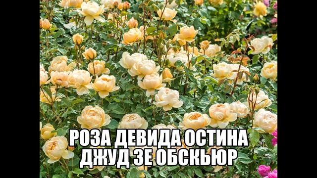 Роза Девида Остина Джуд Зе Обскьюр смотреть онлайн
