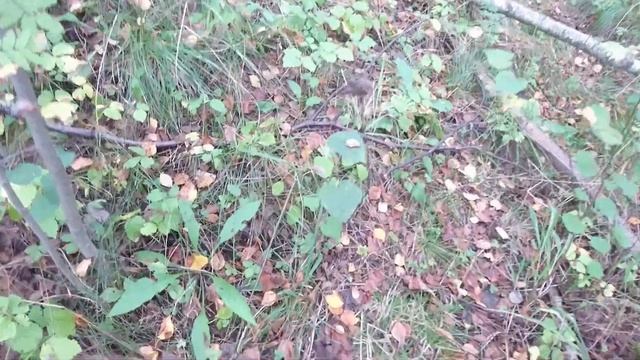 Белые волнушки, толстые свинушки... И конечно Белые и Красные - грибы Ленинградской области. смотреть онлайн