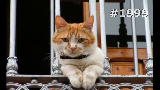 #1999. Коты (В мире животных) смотреть онлайн