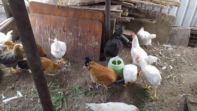 Когда начинают нестись куры. смотреть онлайн