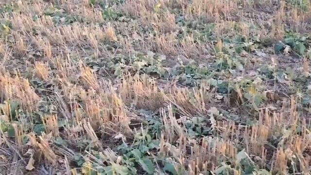 Выращивание оз.рапса . No-till 09.12.2019. Состояние посева смотреть онлайн