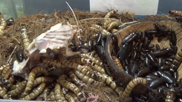 zophobas morio -содержание, разведение, кормление + 3 вида тараканов Насекомые едят курицу (зофобас смотреть онлайн