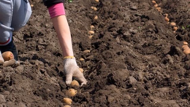 Чем подкормить -удобрить картофель во время посадки в лунки смотреть онлайн