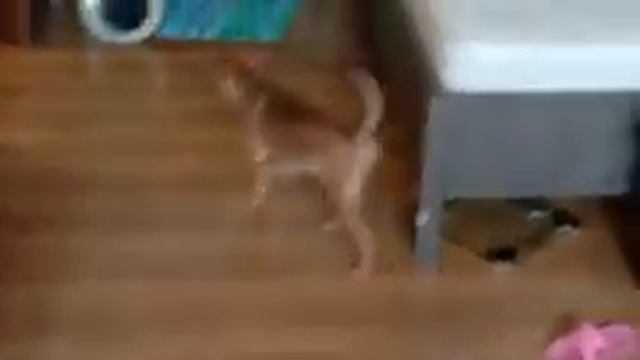 Рассказываю о Гаврюше и о Миши смотреть онлайн