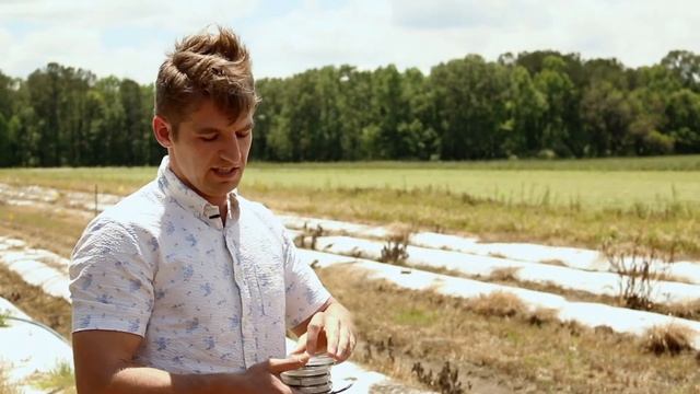 Clemson Coastal REC Gummy Stem Blight Research смотреть онлайн