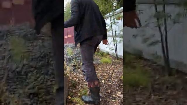 Выращиваем грибы на дачном участке 17 смотреть онлайн