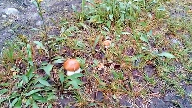 Белые в Мурманске! смотреть онлайн