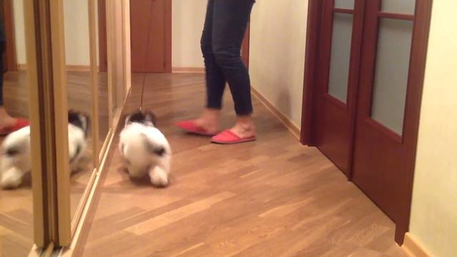 Фортуша из Дома Биверов. Возраст 4 месяца. смотреть онлайн