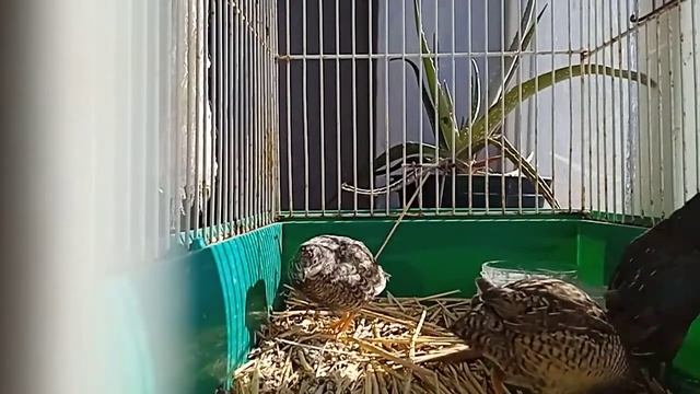 китайский расписной перепел уникальный смотреть онлайн