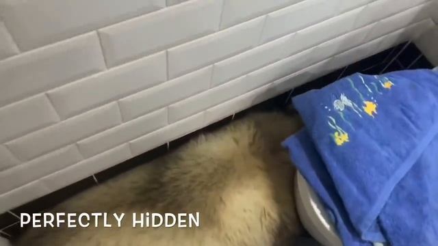 MY MALAMUTE HATES BATH TIME | TRIES TO HIDE AND REFUSES TO BE WASHED смотреть онлайн