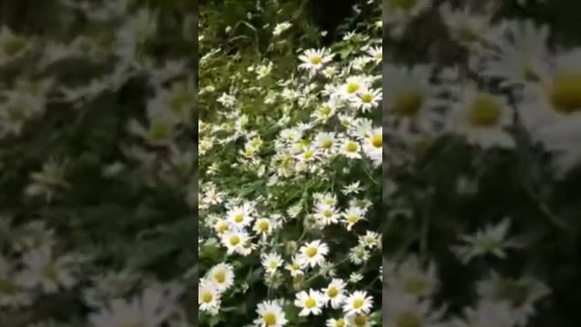 Surah Alnas смотреть онлайн