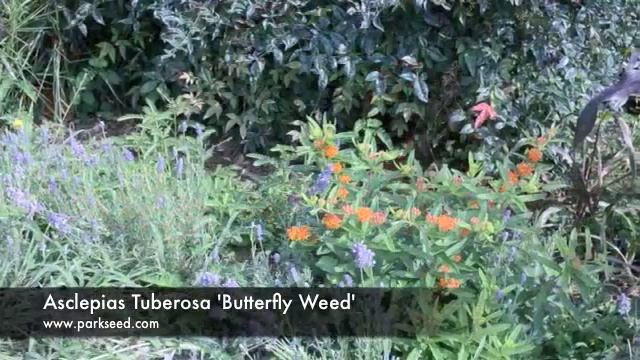 Asclepias Tuberosa 'Butterfly Weed' смотреть онлайн