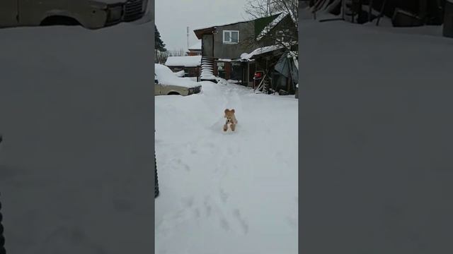 Джаз - весёлый пудель