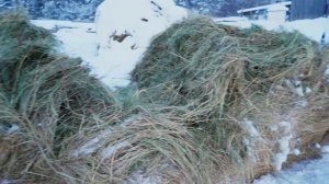 КУПИЛ 2 ДОМА В ДЕРЕВНЕ _ ЕЁ ДЕЛАЛИ НАШИ ДЕДЫ _ РАБОТА СТАЛА В РАДОСТЬ