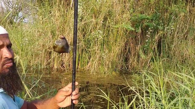 Anabas Fish Catching| Climbing perch Fish Catching|Cat Fish Catching|Kau Fish Catching|Fishing смотреть онлайн
