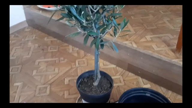 Пересадка оливкового дерева. Зимний сад в доме. смотреть онлайн