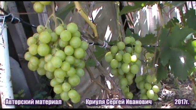 Виноград Малиновая заря и другие г. ф. селекции С. Криули. Плодоношение сеянцев смотреть онлайн