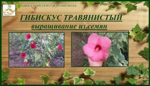 Гибискус травянистый (болотный) выращивание из семян