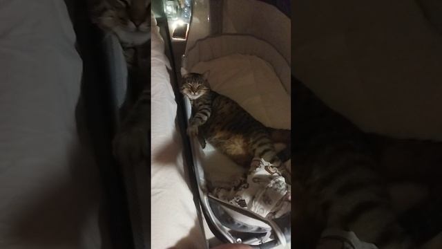 Васька ошибся кроватью #shorts смотреть онлайн