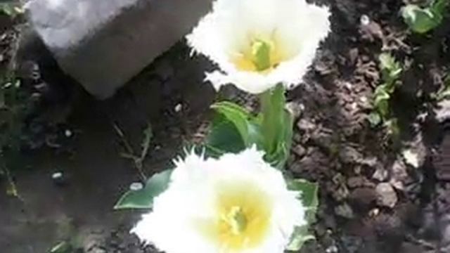 Дача 4.5.2022 тюльпани в саду смотреть онлайн