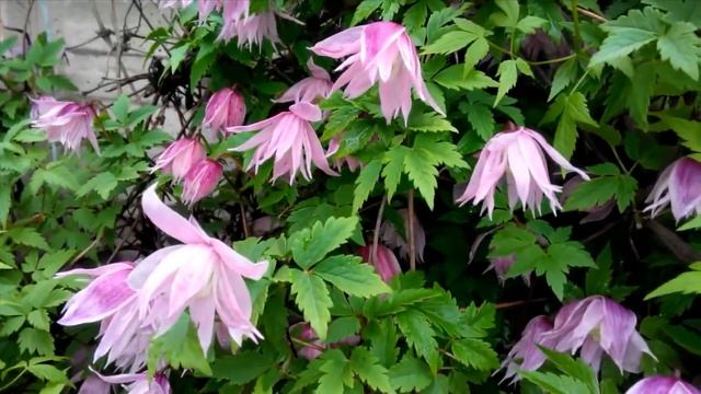 КЛЕМАТИСЫ - СРЕДНЕ И МЕЛКОЦВЕТКОВЫЕ - ЭТО КНЯЖИКИ - вид клематисов Atragene Macropetala