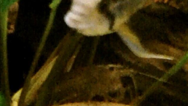 How to keep Amano Shrimp: Species Sunday Amano Shrimp over at Bryan's House смотреть онлайн