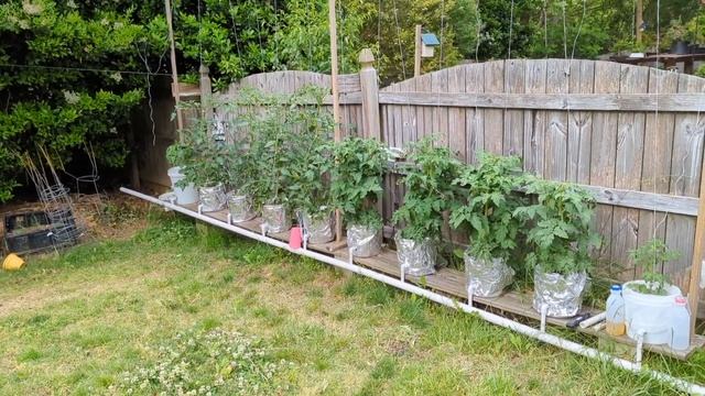 Гидропоника в огороде - Dutch Bucket - томаты(помидоры), перцы, огурцы. Май смотреть онлайн