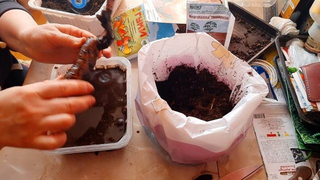 ПИОН - КОРАЛ ЧАРМ//Как сохранить до посадки в грунт//17.03.2023??? смотреть онлайн