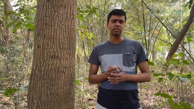 African Mahaguni Tree Plant || Hybrid Mahaguni plant || Mahaguni Farming || अफ्रीकन महोगनी के पौधे смотреть онлайн