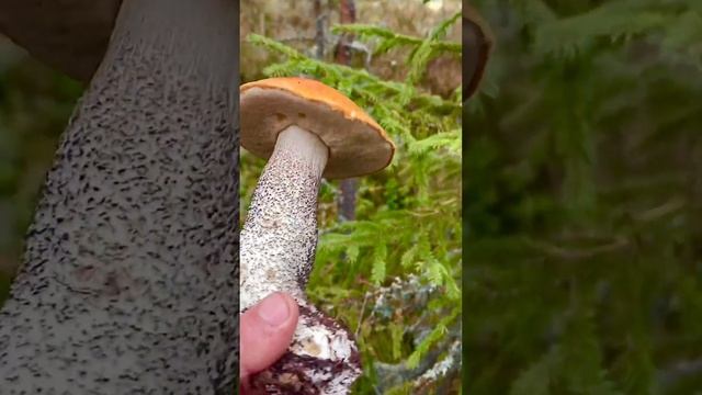 Грибник НАШЁЛ под ёлкой БОМБУ с КРАСНОЙ ШЛЯПКОЙ! Грибники СЧАСТЛИВЫ! смотреть онлайн