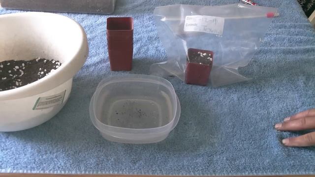 Growing cacti from seed. смотреть онлайн
