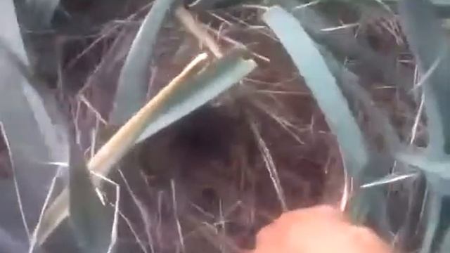 Лук, мульча, замечание смотреть онлайн