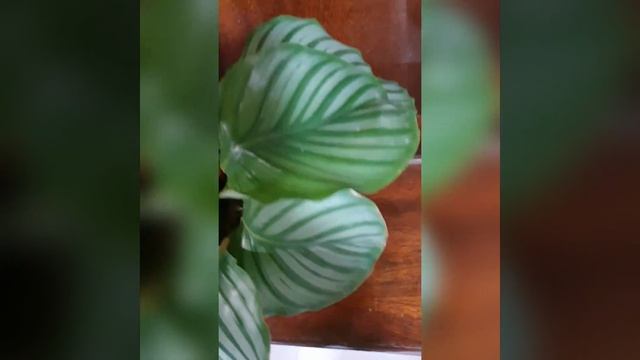 #shorts CALATHEA ORBIFOLIA 2020||BEST INDOOR PLANTS LOW LIGHT смотреть онлайн