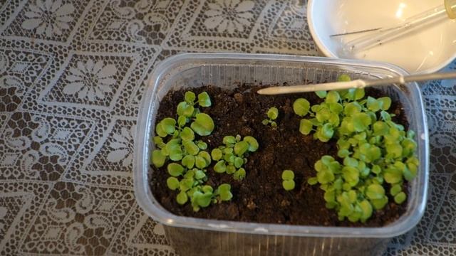 УРА! ЛОБЕЛИЯ здорова ПЛЕСЕНЬ УШЛА (163 28.03.2017) смотреть онлайн