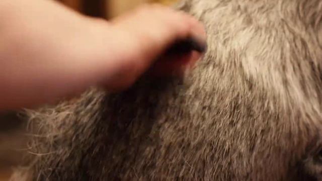 Rolling/ роллинг шнауцера