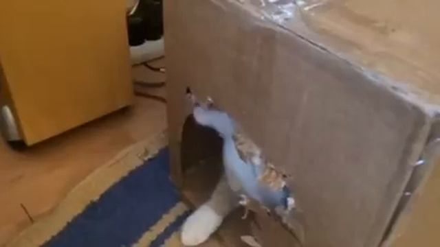 Я не хомяк, я строитель