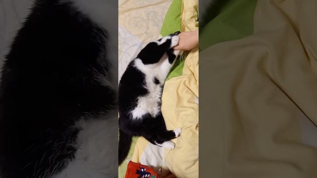 игры с ленивым котиком)#кот смотреть онлайн