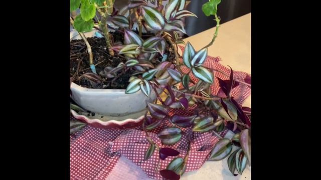 Plantas de interior que no requieren mucho cuido ni mucha luz// también son muy fáciles de propagar смотреть онлайн