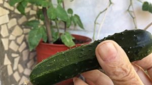 Огурец растёт на балконе. Огурец Герман F 1 . Сладкий огурец.