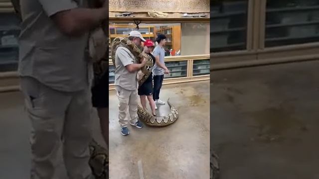 20+ Foot Python Bite ???? This 20+ foot python bit me, and th смотреть онлайн
