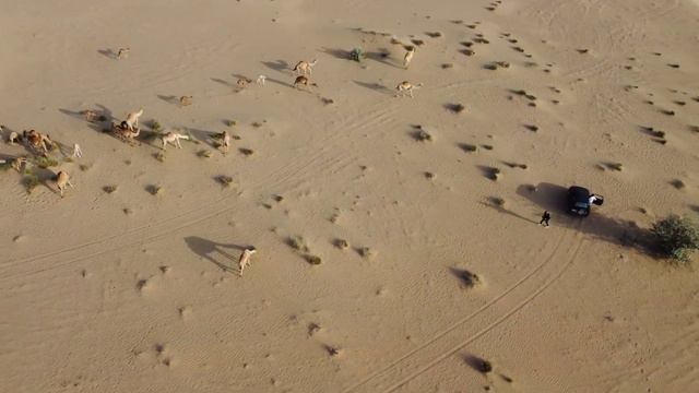 Arabian Desert HD 1080p смотреть онлайн